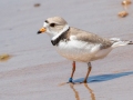 Piping Plover - Whitefish Point - Chippewa County, MI, June 9, 2021