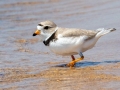 Piping Plover - Whitefish Point - Chippewa County, MI, June 9, 2021