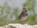 Savannah Sparrow - Muskegon Wastewater System, Muskegon County, MI, June 2, 2021