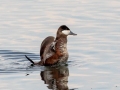 Ruddy Duck - Muskegon Wastewater System, Muskegon County, MI, June 2, 2021