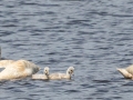 Trumpeter Swans with goslings - Seney NWR - Schoolcraft County, MI, June 10, 2021