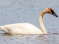 Trumpeter Swan - Seney NWR - Schoolcraft County, MI, June 10, 2021