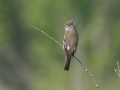 Alder Flycatcher - Muskegon SGA - Lane's Landing, Muskegon County, MI, June 2, 2021