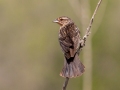 Red-winged Blackbird- Muskegon SGA - Lane's Landing, Muskegon County, MI, June 2, 2021