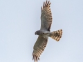 Northern Harrier - 20080 State Highway M123, Newberry, MI, June 10, 2021