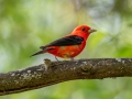 Scarlet Tanager - Muskegon SGA - Lane's Landing, Muskegon County, MI, June 2, 2021