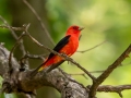 Scarlet Tanager - Muskegon SGA - Lane's Landing, Muskegon County, MI, June 2, 2021