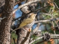 Ovenbird  - Goose Creek Rd., Crawford County, MI, June 3, 2021