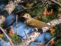 Ovenbird  - Goose Creek Rd., Crawford County, MI, June 3, 2021