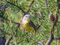 Kirkland's Warbler  - Goose Creek Rd., Crawford County, MI, June 3, 2021