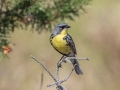 Kirkland's Warbler  - Goose Creek Rd., Crawford County, MI, June 3, 2021