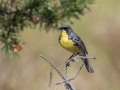 Kirkland's Warbler  - Goose Creek Rd., Crawford County, MI, June 3, 2021