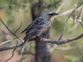 Kirkland's Warbler  - Goose Creek Rd., Crawford County, MI, June 3, 2021