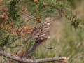 Vesper Sparrow - Goose Creek Rd.,, Crawford County, MI, June 3, 2021