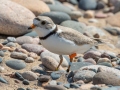 Piping Plover (banded) - Whitefish Point, Chippewa County, MI, June 7, 2021