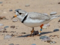 Piping Plover (banded) - Whitefish Point, Chippewa County, MI, June 7, 2021