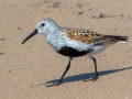 Dunlin - Whitefish Point, Chippewa County, MI, June 7, 2021