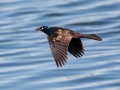 Common Grackle (Bronzed) - Houghton Lake Sewage Ponds, Roscommon County, MI, June 4, 2021