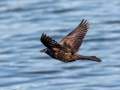 Common Grackle (Bronzed) - Houghton Lake Sewage Ponds, Roscommon County, MI, June 4, 2021