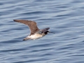 Wilson's Phalarope - Houghton Lake Sewage Ponds, Roscommon County, MI, June 4, 2021