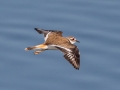 Killdeer - Houghton Lake Sewage Ponds, Roscommon County, MI, June 4, 2021