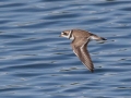 Semipalmated Plover - Houghton Lake Sewage Ponds, Roscommon County, MI, June 4, 2021