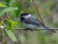 Black-capped Chickadee - Houghton Lake Flats Flooding, Roscommon County, MI, June 4, 2021