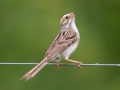 Clay-colored Sparrow - Munuscong WMA (Munuscong Potholes), Chippewa County, MI, June 8, 2021