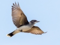 Eastern Kingbird - Grayling SF - M-72 at S. Staley Lake Rd, Crawford County, MI, June 5, 2021