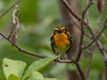 Blackburnian Warbler - Munuscong WMA (Munuscong Potholes), Chippewa County, MI, June 8, 2021