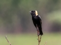 Bobolink - Munuscong WMA (Munuscong Potholes), Chippewa County, MI, June 8, 2021