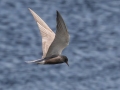 Black Tern - Houghton Lake Flats Flooding, Roscommon County, MI, June 5, 2021