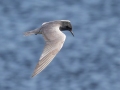 Black Tern - Houghton Lake Flats Flooding, Roscommon County, MI, June 5, 2021