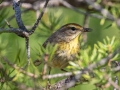 Palm Warbler - N. Preachers Rd, Chippewa County, MI, June 9, 2021