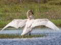 Trumpter Swan - Dingman Marsh, Cheboygan County, MI, June 6, 2021