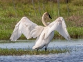 Trumpter Swan - Dingman Marsh, Cheboygan County, MI, June 6, 2021