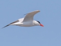 Caspian Tern - Whitefish Point - Harbor of Refuge, Chippewa County, MI, June 8, 2021