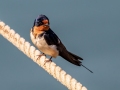 Barn Swallow - Whitefish Point - Harbor of Refuge, Chippewa County, MI, June 8, 2021