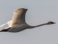 Trumpter Swan - Dingman Marsh, Cheboygan County, MI, June 6, 2021