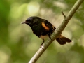 American Redstart - Tahquamenon Falls SP - Upper Falls, Luce County, MI, June 9,  2021