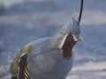 Mountain Quail