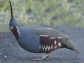 Mountain Quail