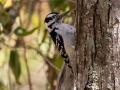 Hairy Woodpecker - River Rd, Dover, Stewart County, October 31, 2020