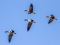 Greater White-fronted Geese - Cross Creeks NWR--Pool 2/ABC, Stewart County, November 13, 2020