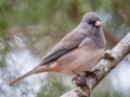 Dark-eyed Junco - Paris Landing State Park, Buchanan, Henry County, November 26, 2020