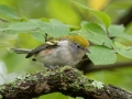 Chestnut-sided Warbler - Cross Creeks National Wildlife Area - Visitor Center, Dover,  Stewart County,  September 25, 2020