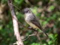 Eastern Phoebe - Lake Barkley State Park,  Stewart County,  September 19, 2020