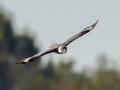 Belted Kingfisher (female) - Lake Barkley WMA, Dover,  Stewart County, October 6, 2020