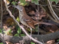 Brown Thrasher - Lake Barkley WMA, Dover,  Stewart County, October 6, 2020