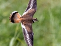 Killdeer - Springfield Inn Swamp Area - Robertson County, August 30, 2020